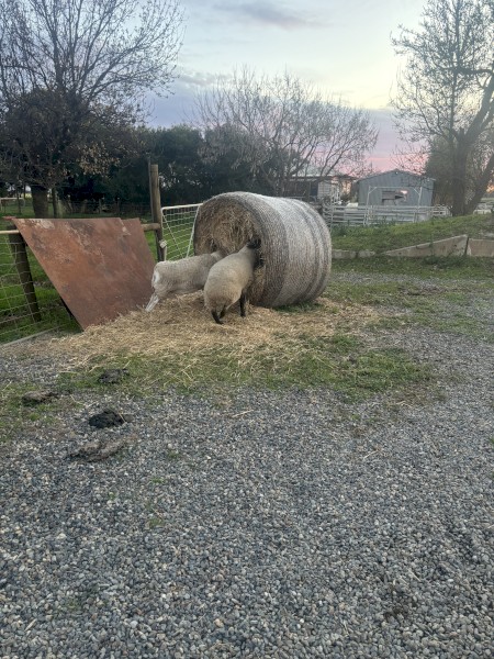 Barley Straw - 2023