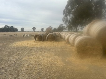 Barley Straw - 2023