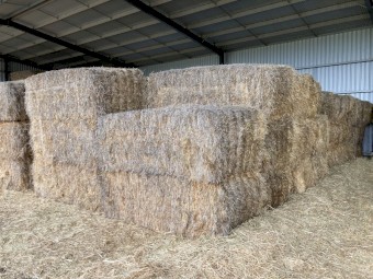 Barley Straw