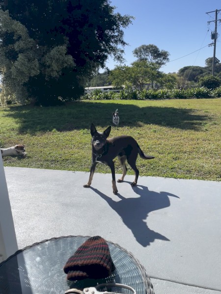 Kelpie