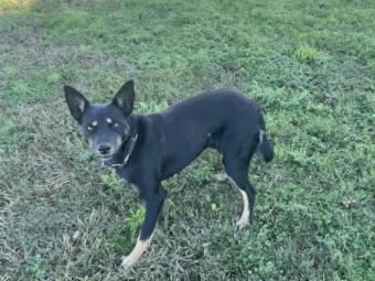 Kelpie