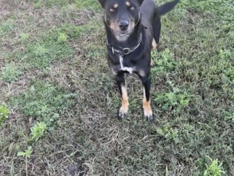 Kelpie