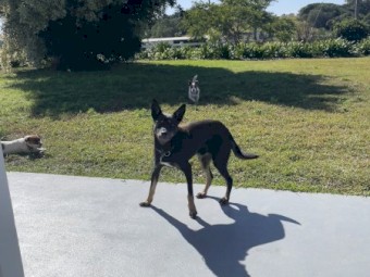 Kelpie