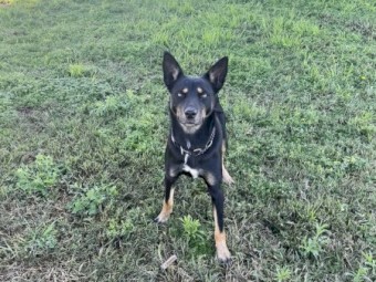 Kelpie