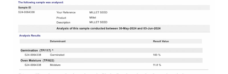 800kg Bulka Bags Shirohie Millet Seed Cleaned and Tested