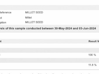 800kg Bulka Bags Shirohie Millet Seed Cleaned and Tested