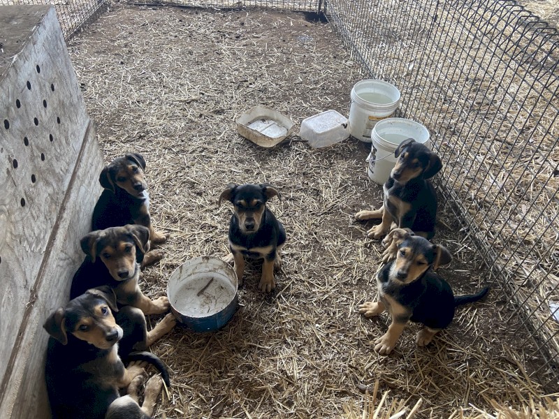 New  Zealand Huntaway pups