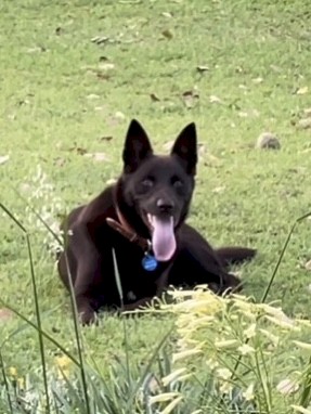 Purebred Australian Kelpie - Meet Jack!