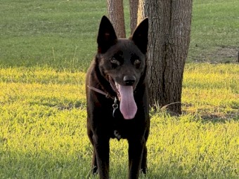 Purebred Australian Kelpie - Meet Jack!
