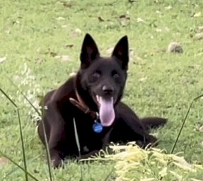 Purebred Australian Kelpie - Meet Jack!