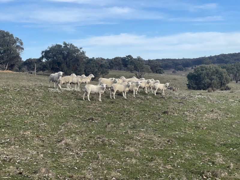 17- 20 Aussie Whites