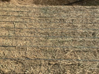 Lucerne hay 4th cut 8/4/3 large squares 125 bales 