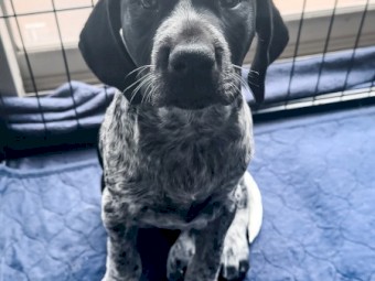 German Shorthaired Pointer Puppies