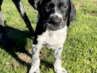 German Shorthaired Pointer Puppies