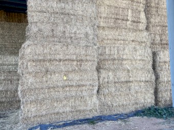 Vetch Hay