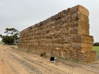  Oaten hay 
