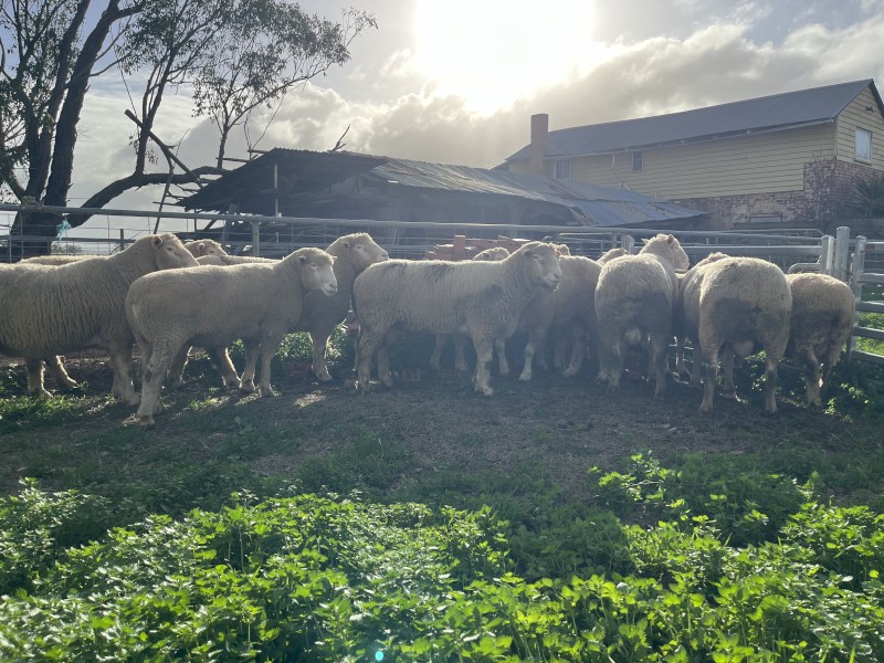 4 of Poll Dorset Rams