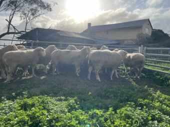 4 of Poll Dorset Rams