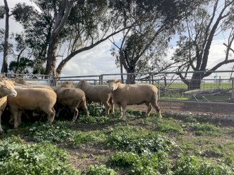 4 of Poll Dorset Rams