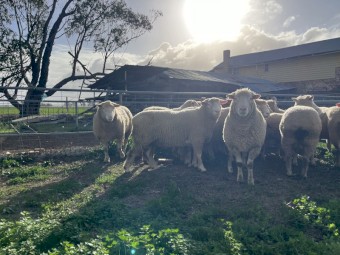 4 of Poll Dorset Rams
