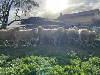 4 of Poll Dorset Rams