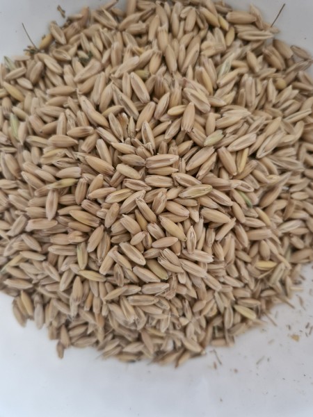 23mt Possum Feed Oats