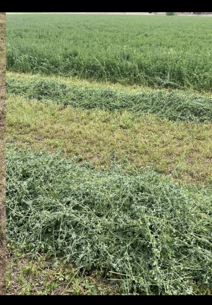 Lucerne Silage
