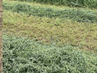 Lucerne Silage