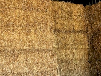 Clover Hay