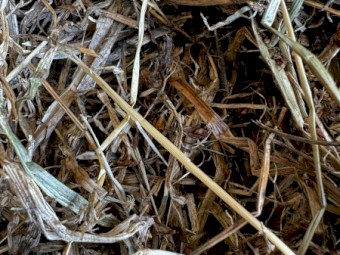 Clover Hay