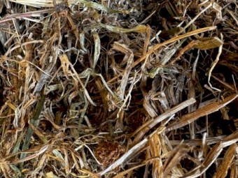Clover Hay