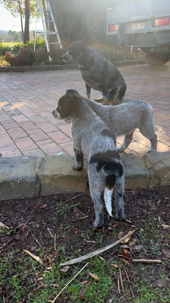 Blue Smith Field X Blue Heeler Cattle Dog Pups