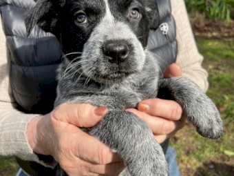 Blue Smith Field X Blue Heeler Cattle Dog Pups