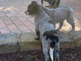 Blue Smith Field X Blue Heeler Cattle Dog Pups