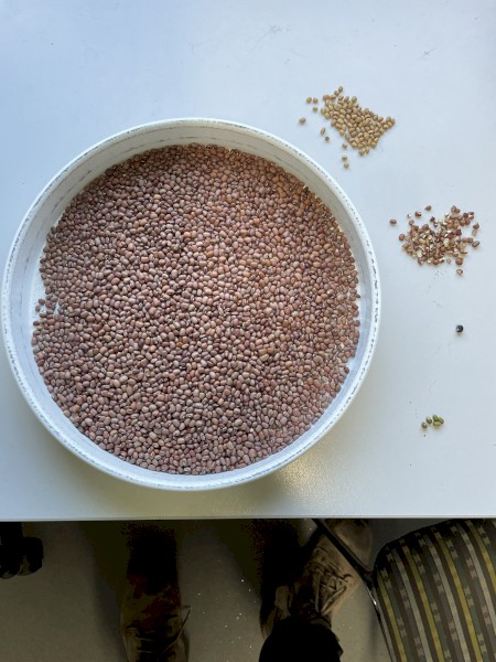 25000kg Cowpea Seed