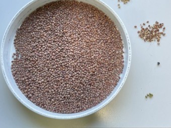 25000kg Cowpea Seed