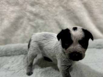 Purebred Australian Stumpy Tail Cattle Dogs
