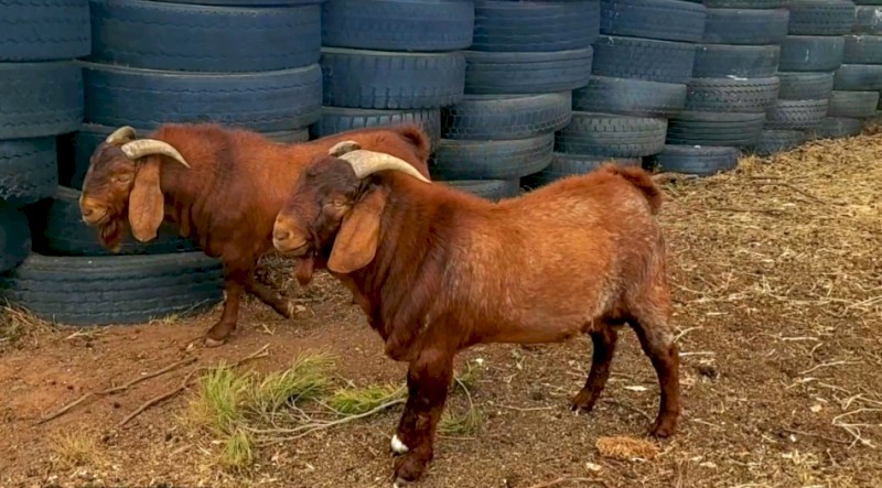 Kalahari Red bucks