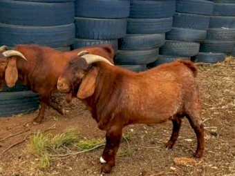 Kalahari Red bucks