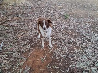 Kelpie looking for retirement home