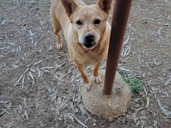 Golden Kelpie looking for a retirement home