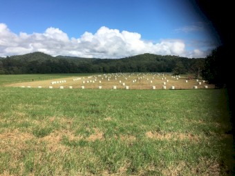 improved pasture & herb, feed tested, chopped and innoculated