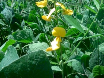 14.7% protein soybean/pasture, chopped and innoculated