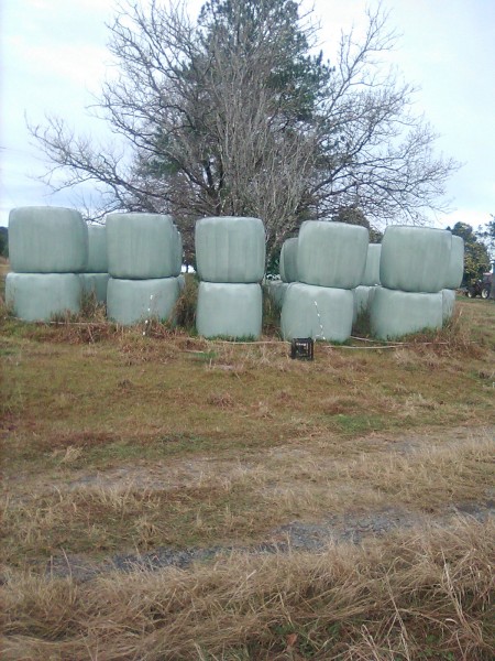 8.7% ME rye & herb silage bales, chopped & innoculated