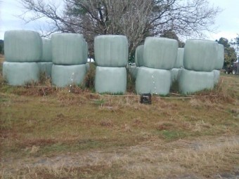 8.7% ME rye & herb silage bales, chopped & innoculated