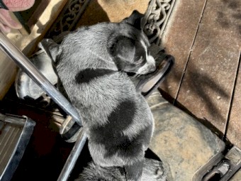 Blue Smith Field X Blue Heeler Cattle Dog Pups