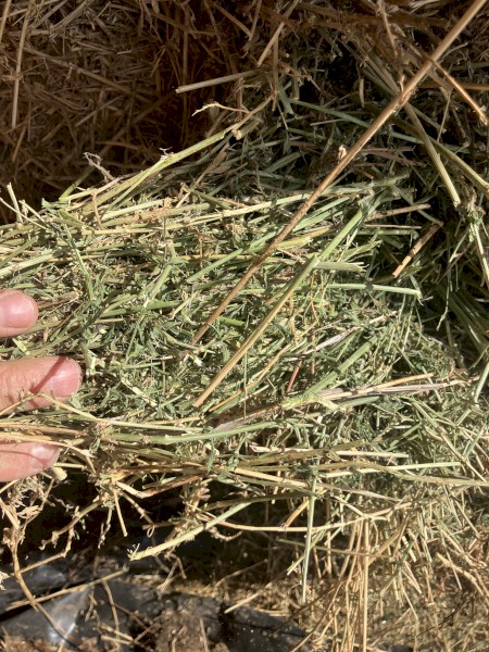 Lucerne Hay 8x4x3 Bales