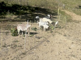 10 x Boer Goats Plus Electric Fence