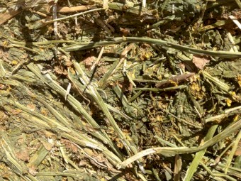45mt Canola Hay 560 kgs 8x4x3 Bales