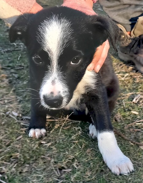 Border Collie Puppies